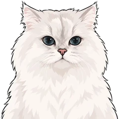 Bichon, a Chinchilla Persian